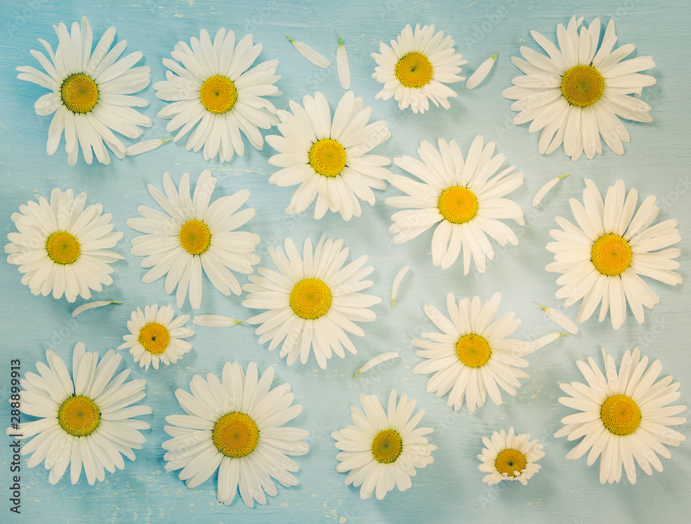 Fototapeta premium Flat lay composition with chamomiles flowers on blue background.