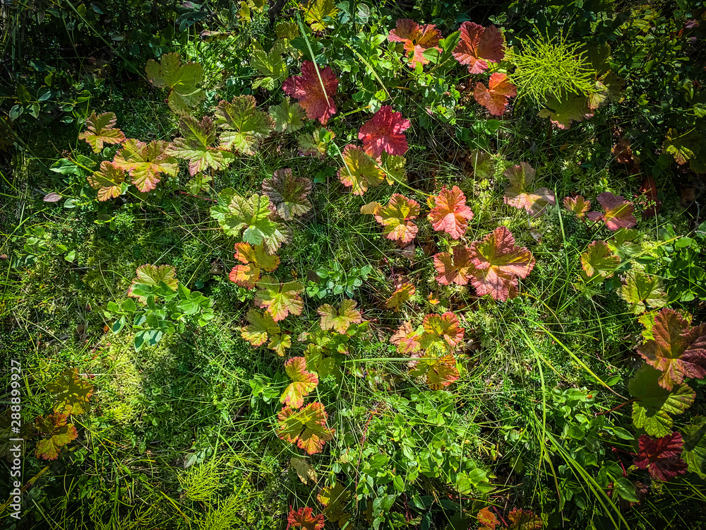 Beautiful red autumn leaves in the wild