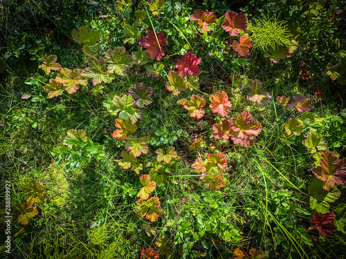 Obraz na płótnie Beautiful red autumn leaves in the wild w salonie