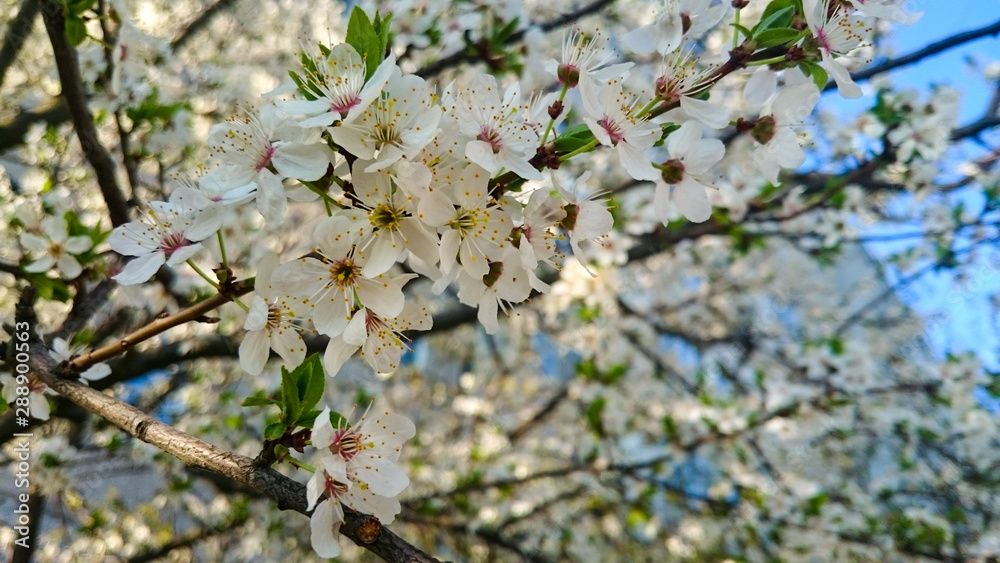 Spring flowering tree with white flowers Spring flowering tree with white flowers