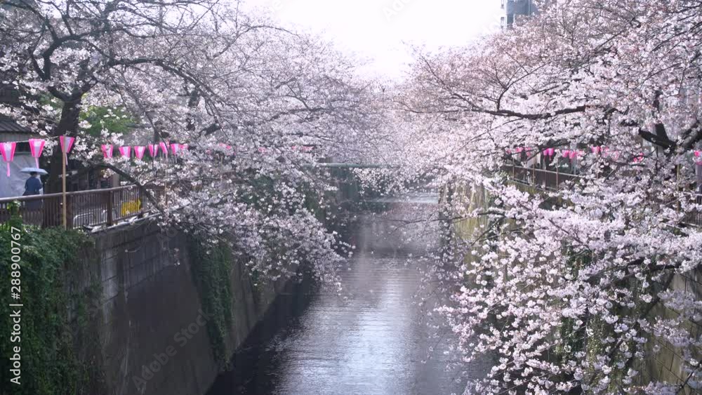  Meguro River Cherry Blossoms in Tokyo, Japan 