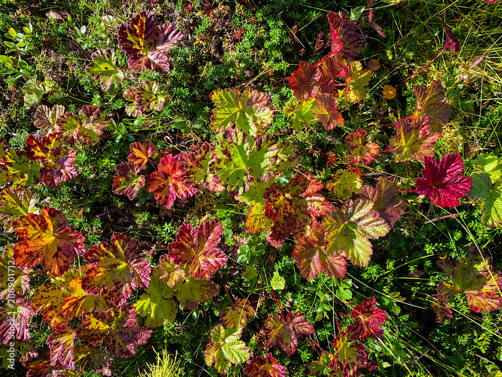 Beautiful red autumn leaves in the wild