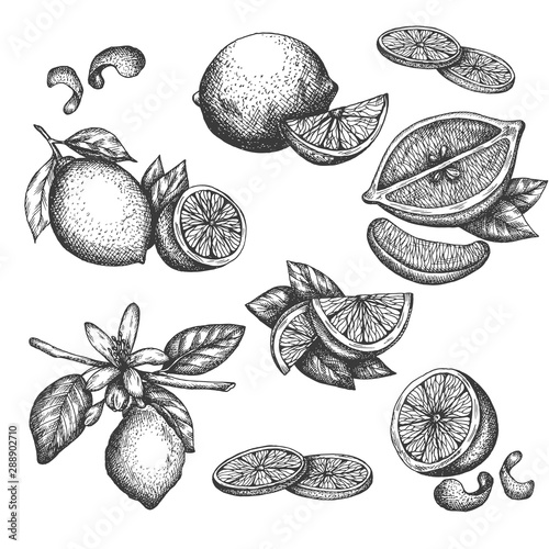 Vector hand drawn lime or lemon set. Blossom plant with leaves Sliced lemons sketch Lemon isotated on white background Illustration for lemonade Vintage retro style drawing for tea, juice, cosmetics