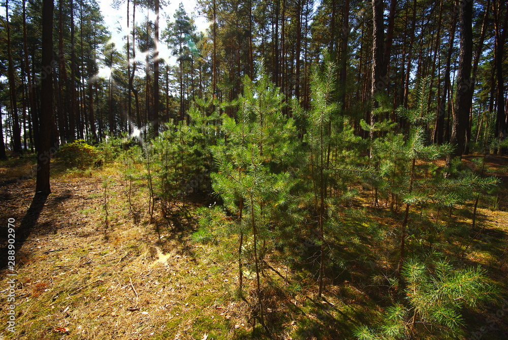 Obraz premium Pine forest