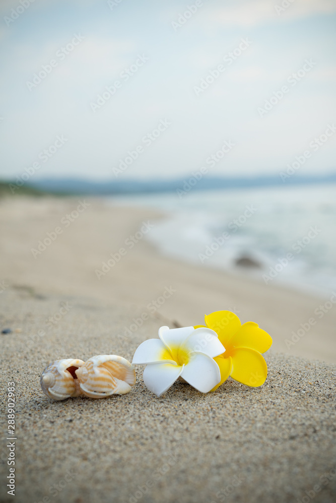 砂浜とプルメリアの花 砂浜とプルメリアの花