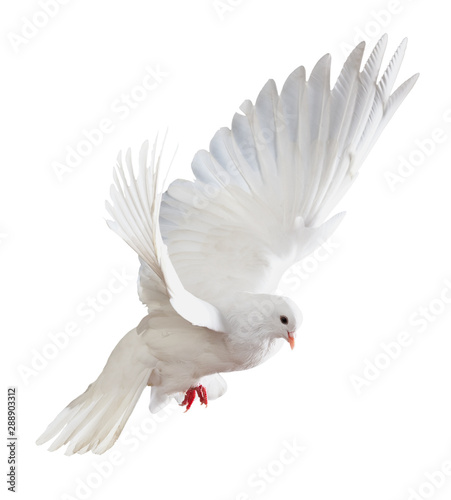 free flying white dove isolated on a white background