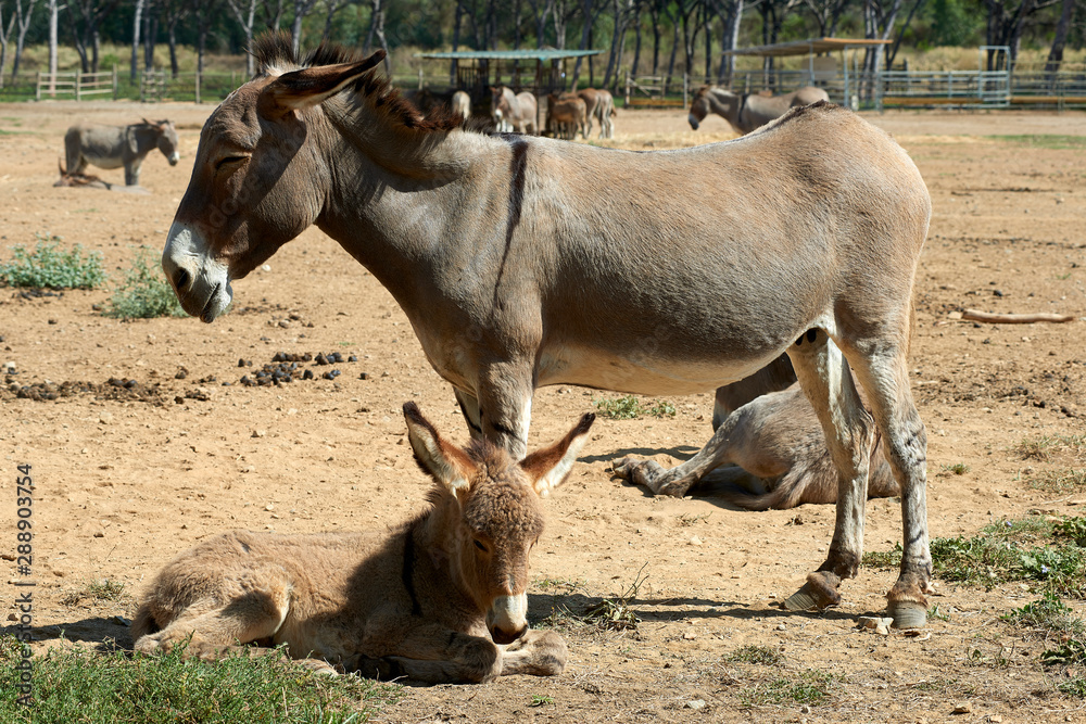 Fototapeta premium asino
