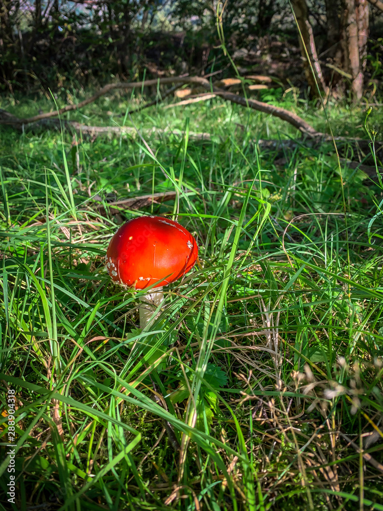 Wild mushroom found in a forest during autumn