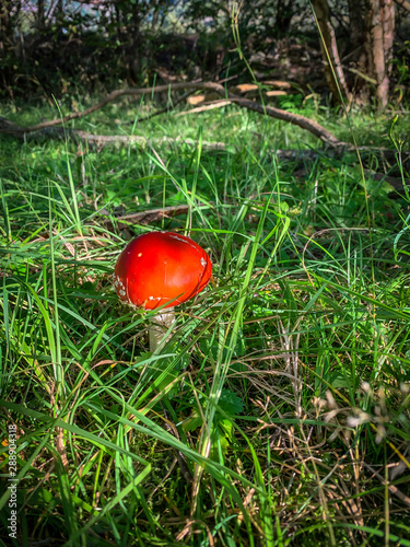 Obraz na płótnie Wild mushroom found in a forest during autumn w salonie