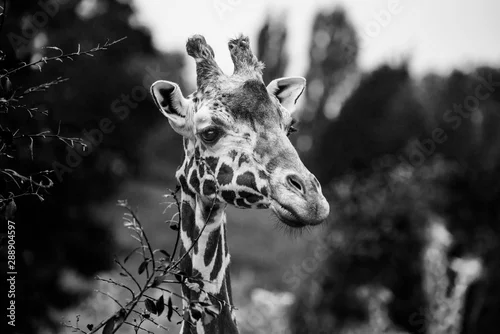 Fototapeta samoprzylepna giraffe portrait in black and white