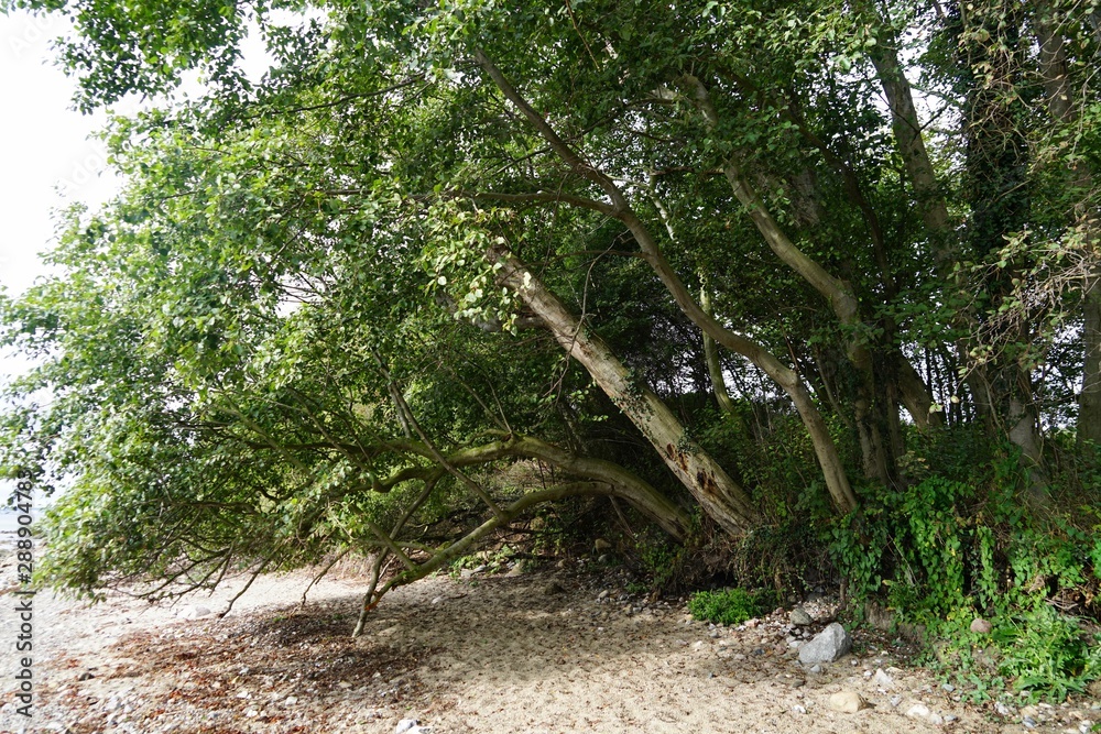 Fototapeta premium Ostseeufer bei Sierksdorf