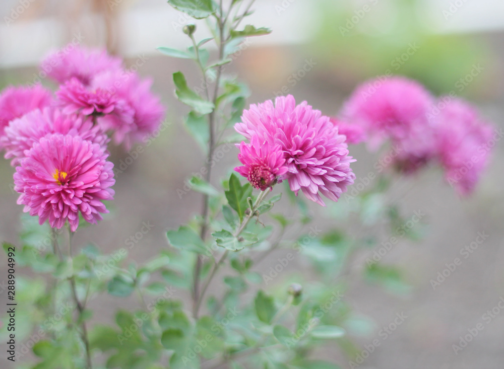 Pink flowers on blurred background Pink flowers on blurred background