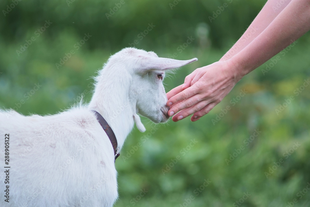 farming. female hands stroking white goat on the nature farming. female hands stroking white goat on the nature