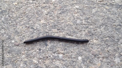 Black millipede moving on asphalt photo