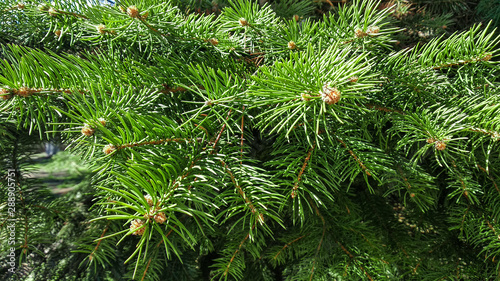 green spruce branches close up