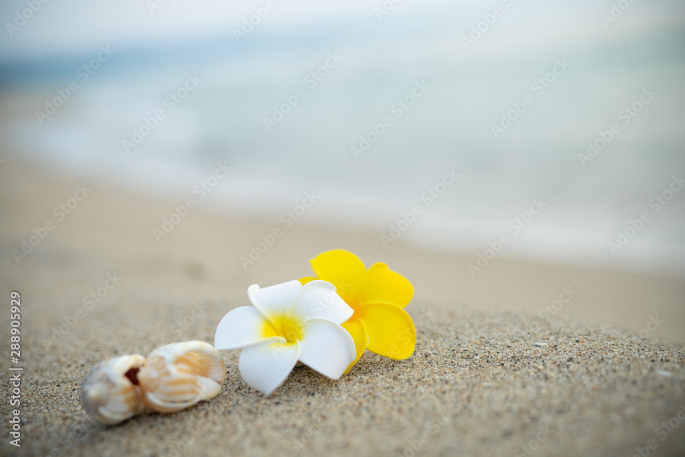 砂浜とプルメリアの花 砂浜とプルメリアの花