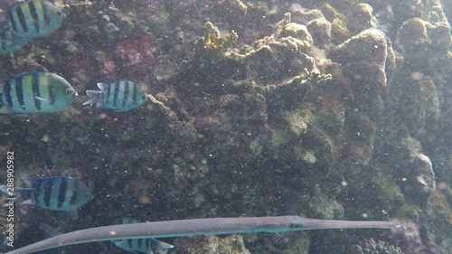 fish in the water