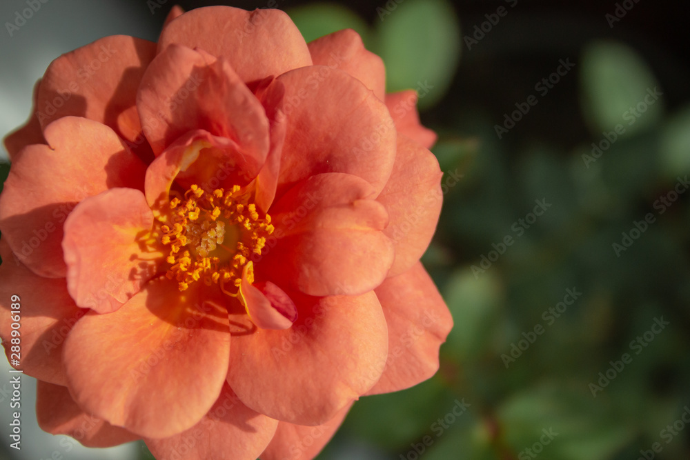red flower in garden red flower in garden