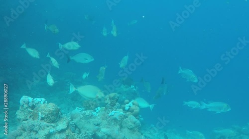 scuba diver and fish