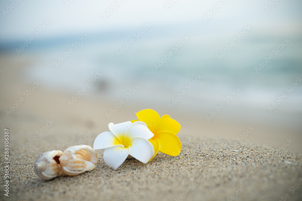 砂浜とプルメリアの花 砂浜とプルメリアの花