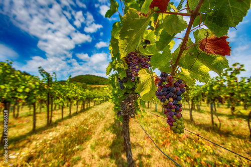 fresh grapes in green vineyard