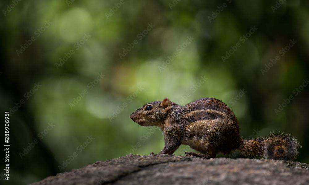 Indochinese ground squirrel on stone with sun light. Indochinese ground squirrel on stone with sun light.