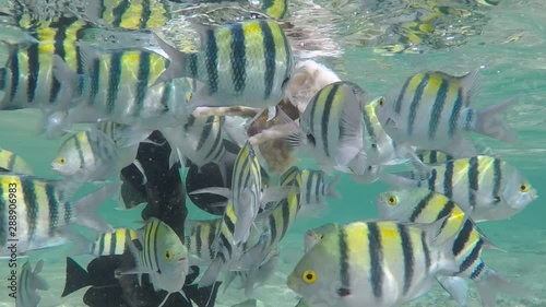 fish war