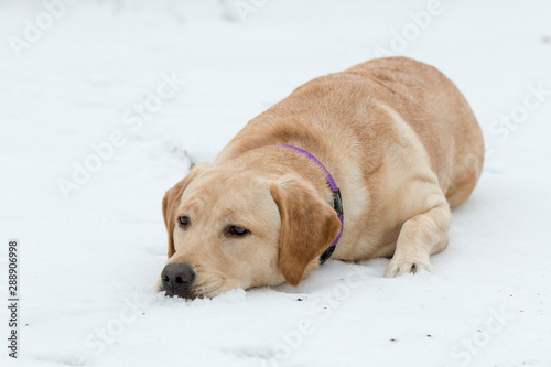 A labrodor lying in the snow