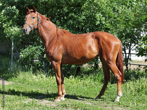 Thoroughbred horse stallion runs through tall grass field 