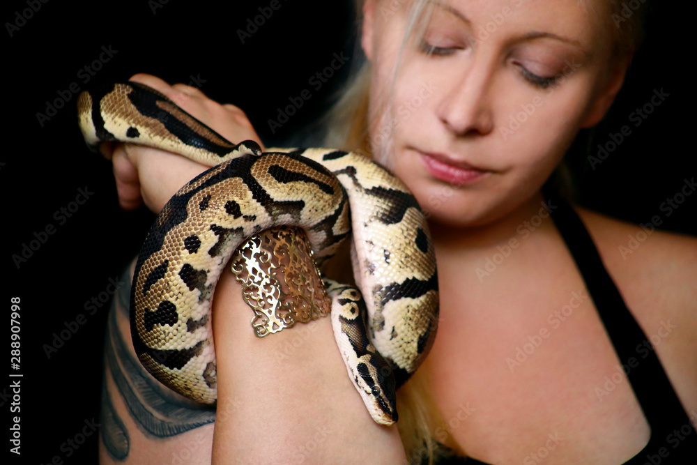Portrait of girl with Royal Python snake. Woman holds snake in hands ...