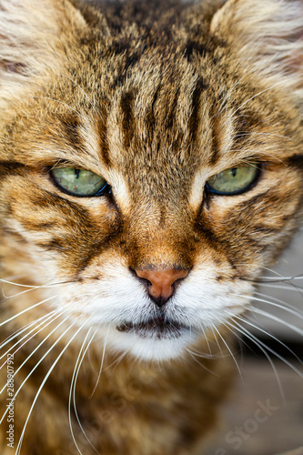 look of an elegant cat