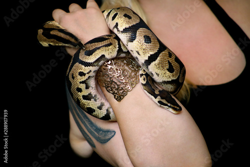 Female hands with Royal Python snake. Woman holds Ball Python snake in hands with jewelry. Exotic tropical cold blooded reptile animal, Python regius non poisonous species of snake. Pet home concept.