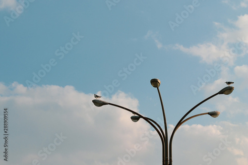 電灯に止まる鳥
