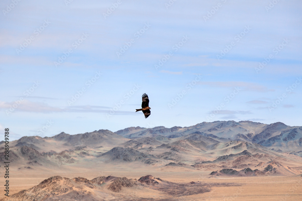 American brown bald eagle in flight over mongolian mountain. Concept freedom, wallpaper, copyspace, place for text