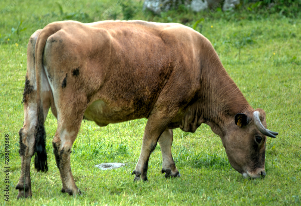 Vache aubracoise à Rieutort-d'Aubrac, France