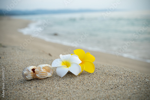 砂浜とプルメリアの花