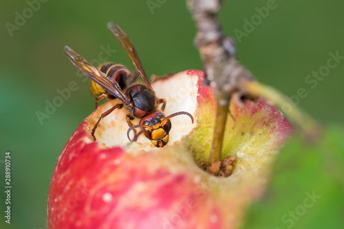 Hornisse auf einem angefressenen roten Apfel, grüner Hintergrund soft © SusaZoom