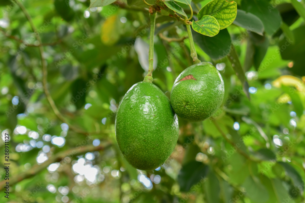 avocado tree, avocado from Thailand country