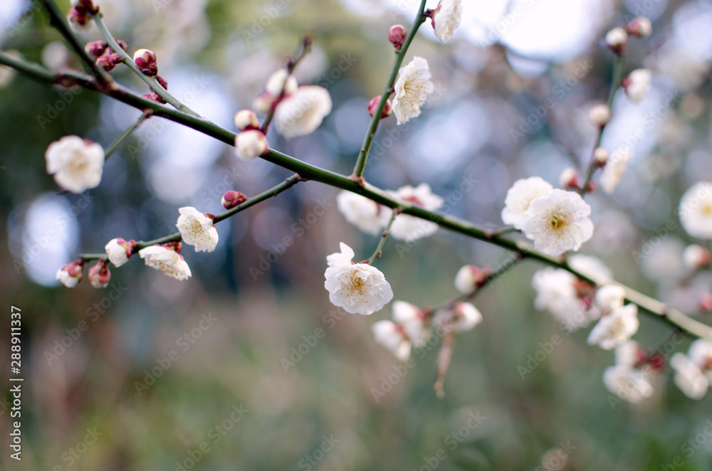 Mogusaen,Hino city,Tokyo. Plum Blossom In Full Bloom. Mogusaen,Hino city,Tokyo. Plum Blossom In Full Bloom.