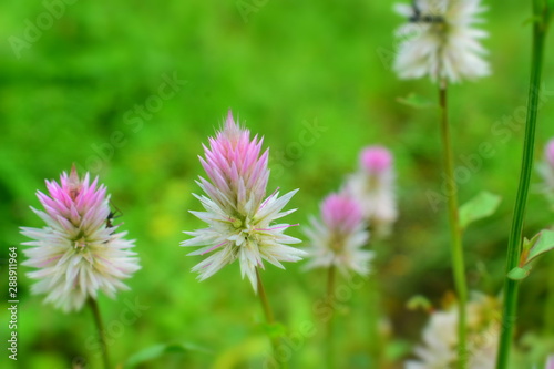 pink flowers  Edible wild plants wallpaper