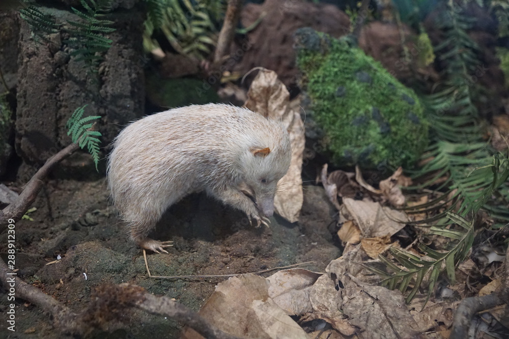 Naklejka premium Museum mit Exponaten bei einer Ausstellung auf la Reunion insel st denis