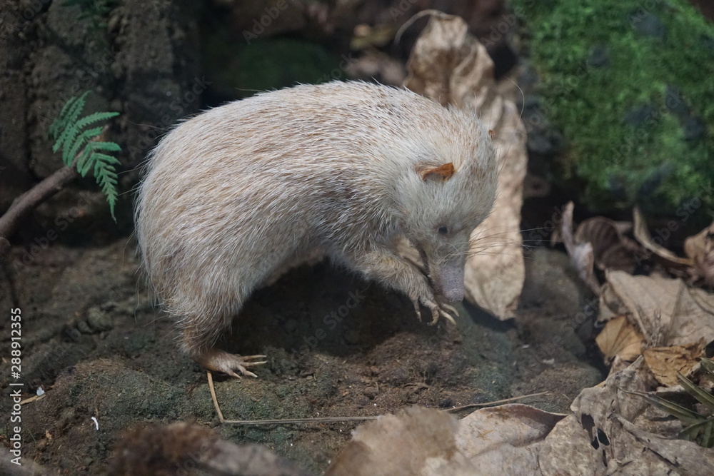 Naklejka premium Museum mit Exponaten bei einer Ausstellung auf la Reunion insel st denis
