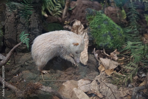 Museum mit Exponaten bei einer Ausstellung auf la Reunion insel st denis