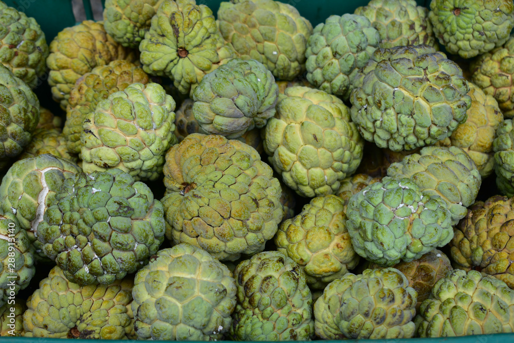 Fototapeta premium custard apple, custard apple from Thailand country