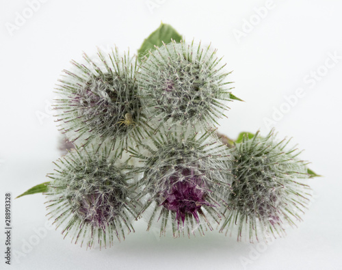 burdock - a weedy plant with tenacious, prickly, easily detached inflorescences or fruits, as well as such an inflorescence or fruit.