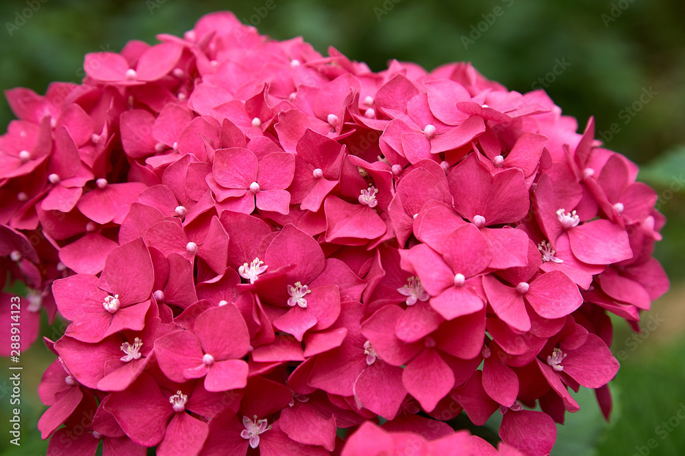 Close-up of a spherical inflorescence of red hydrangea in the garden in the warm summer. Decorative bush plants reach very large sizes, bloom from spring to late autumn.