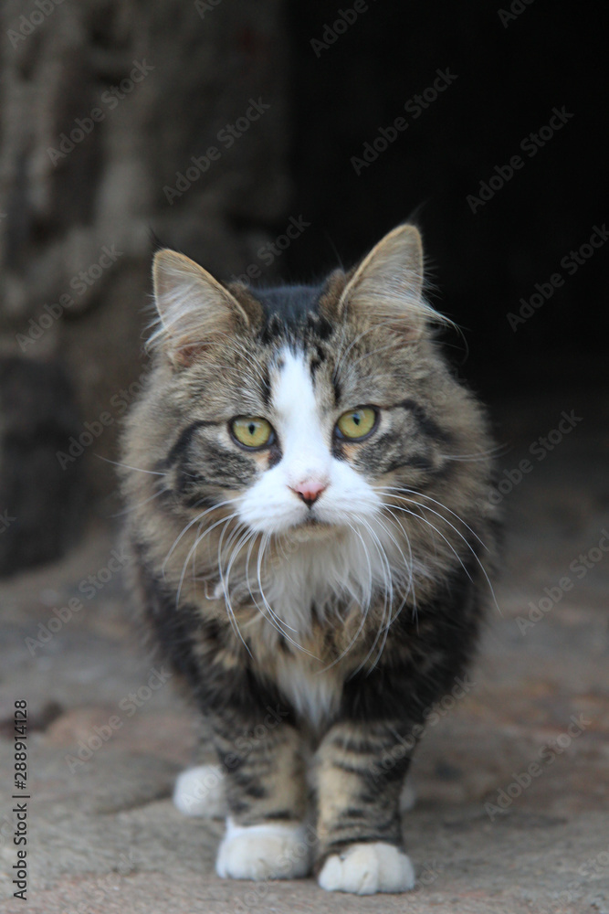 Obraz premium Chaton St Martin