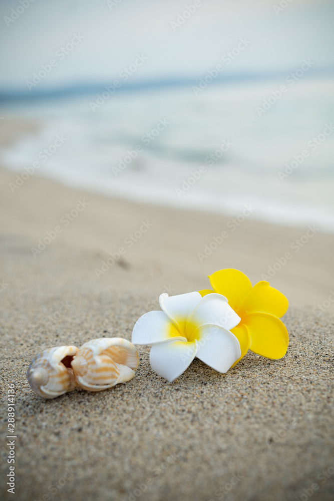砂浜とプルメリアの花 砂浜とプルメリアの花