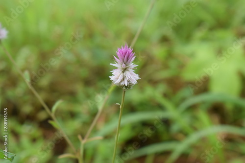 Edible wild plant,  pink flower, Natural Photography: