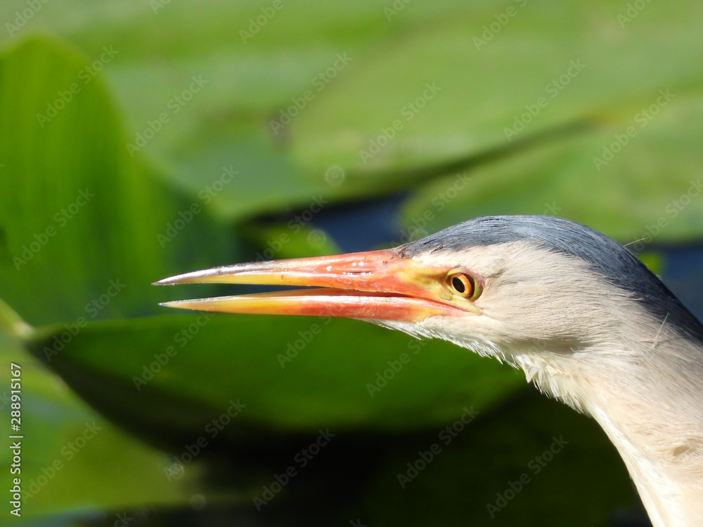 Bittern - a night marsh bird from the heron family. Bittern - a night marsh bird from the heron family.